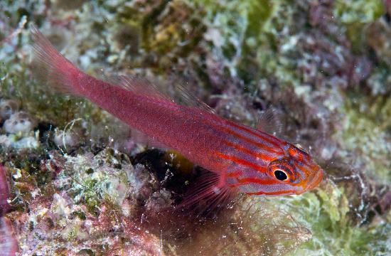  Trimma striata (Stripehead Goby)